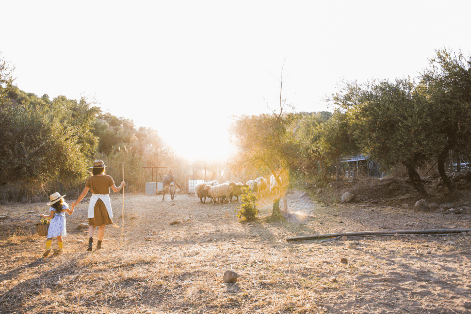 Familia disfrutando del turismo rural en el campo con ovejas al atardecer